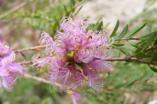 Property Profile: Restoring a Melaleuca wetland, Moodlu