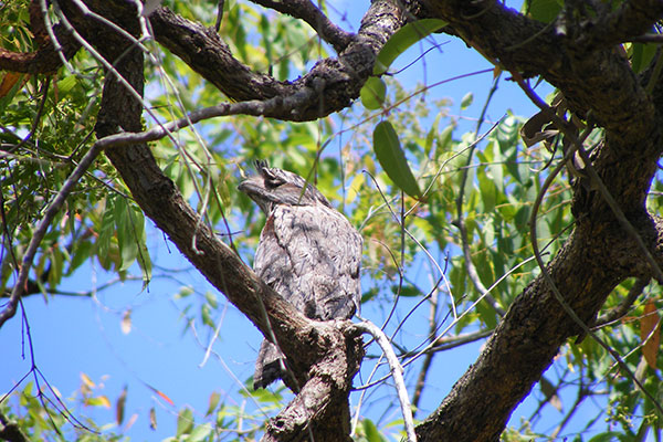  Tawny Frogmouths
