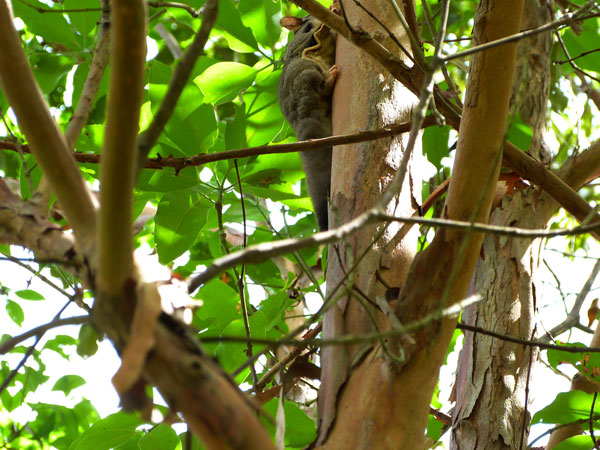 Squirrel Glider