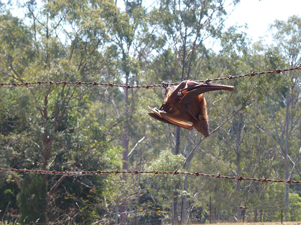 Red Flying-fox entangled in barbed wire