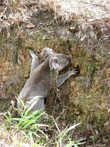 Koala Climbing