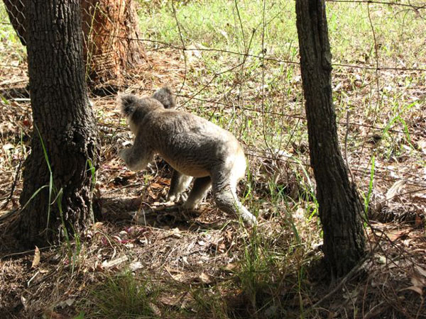 koala running along fence line