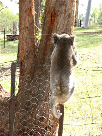 koala climbing fence