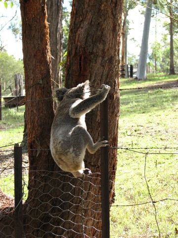 koala climbing fence