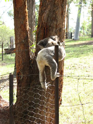 koala climbing fence