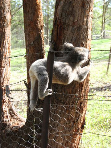 koala climbing fence