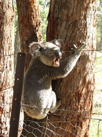 koala climbing tree