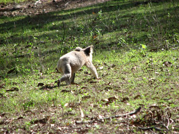 koala running along ground