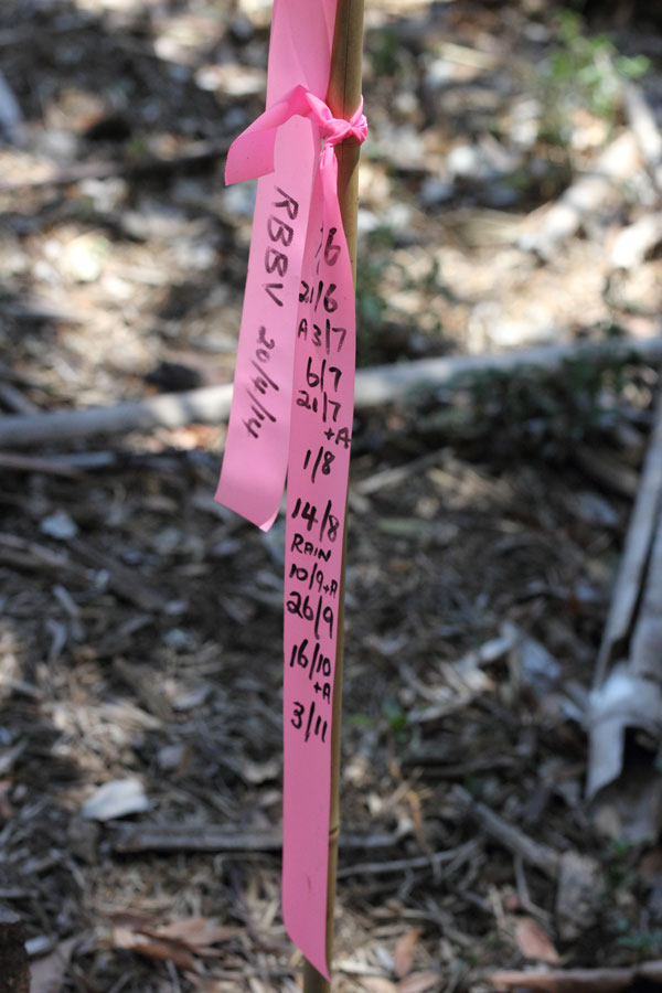 Richmond Birdwing Vine tagged to record planting and watering dates