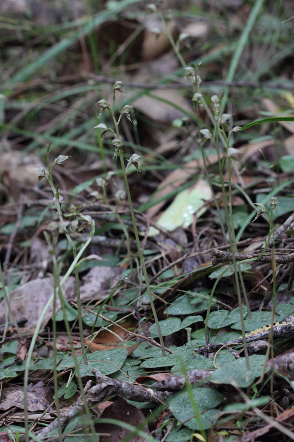 Pixie Caps in flower