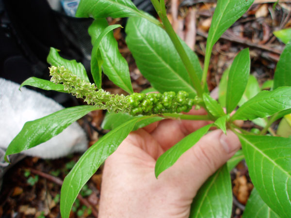 Inkweed fruit attracts a wide range of birds