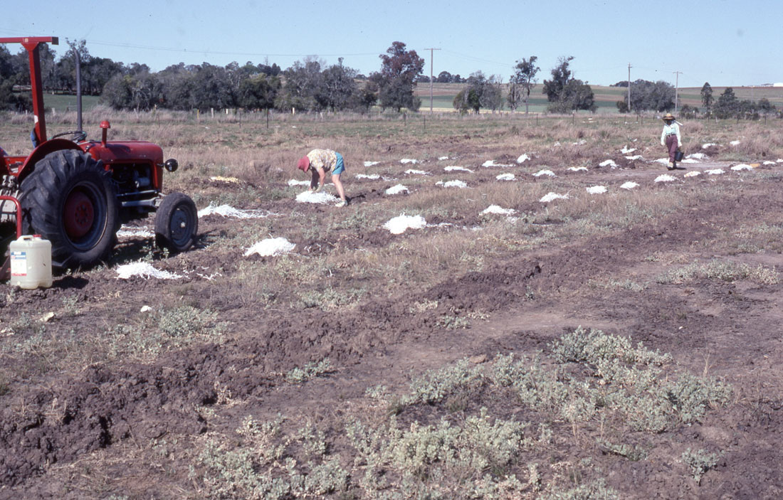 Heavy machinery was used to start work on turning this degraded, salty land into a wetland