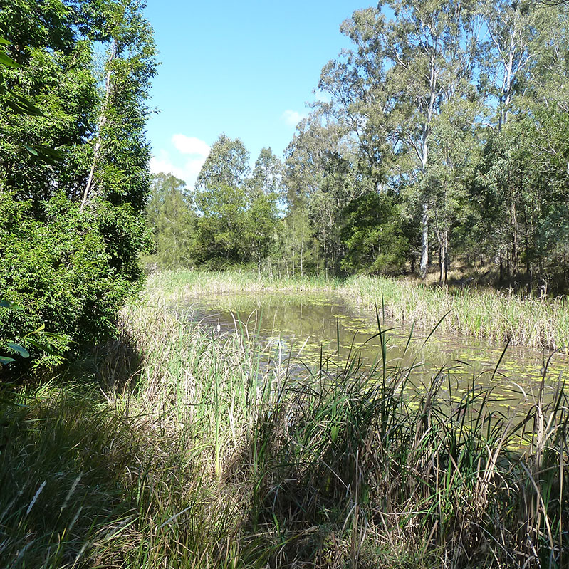 Dam with thriving wetland