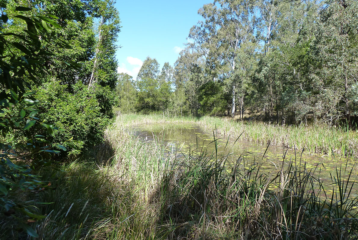 The after of the Dam in 2014 now a diverse thriving wetland