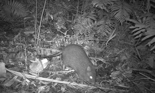 Long nosed Potoroos