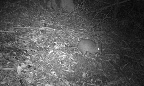 Long nosed Potoroos