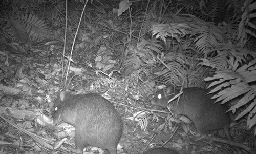 family of Long nosed Potoroos