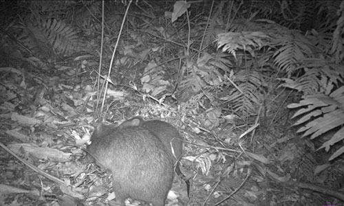 family of Long nosed Potoroos