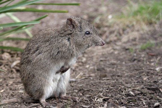 Lucky Luke Uncovers a New Potoroo Population