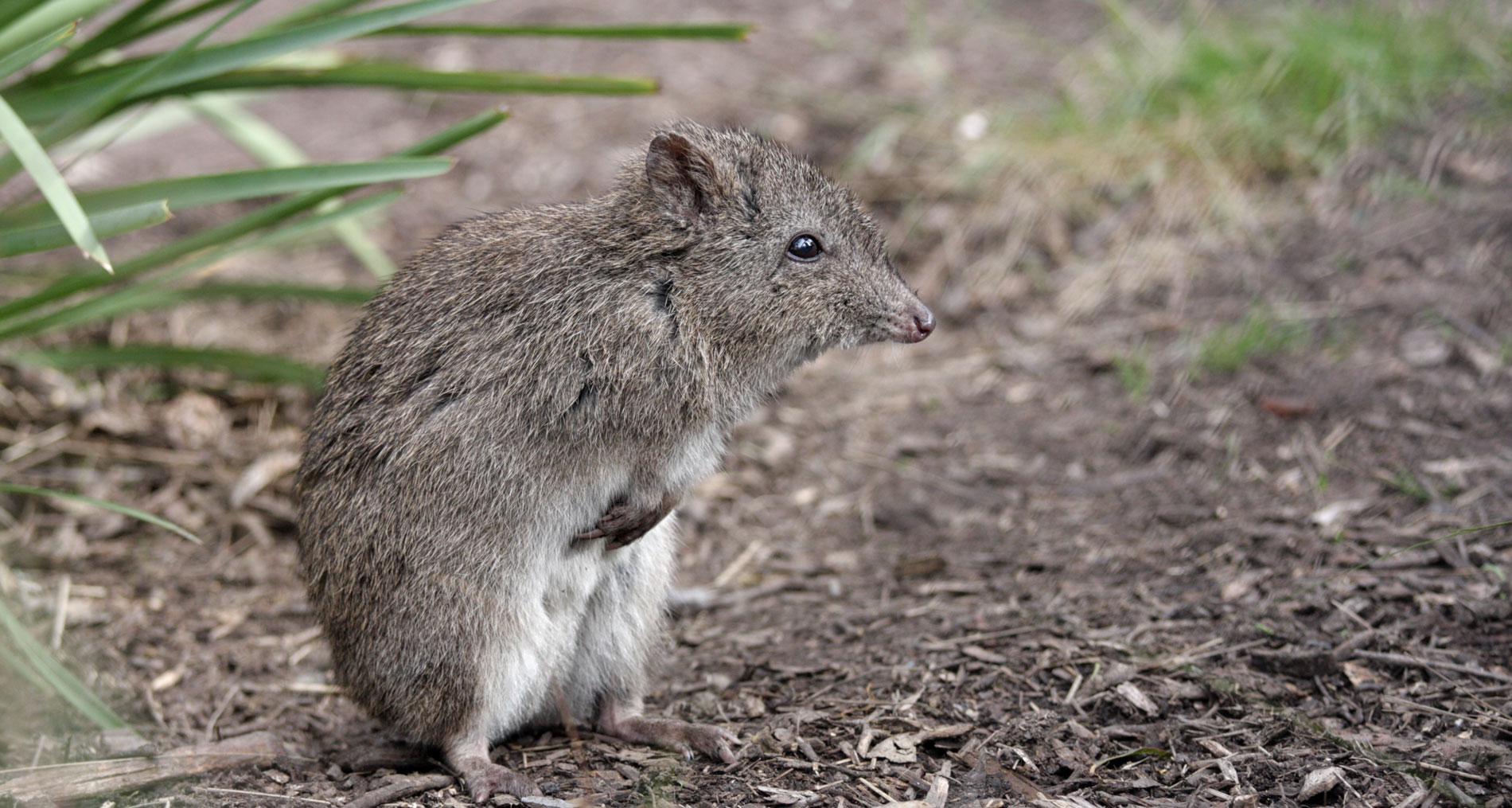 Long Nosed Potoroo