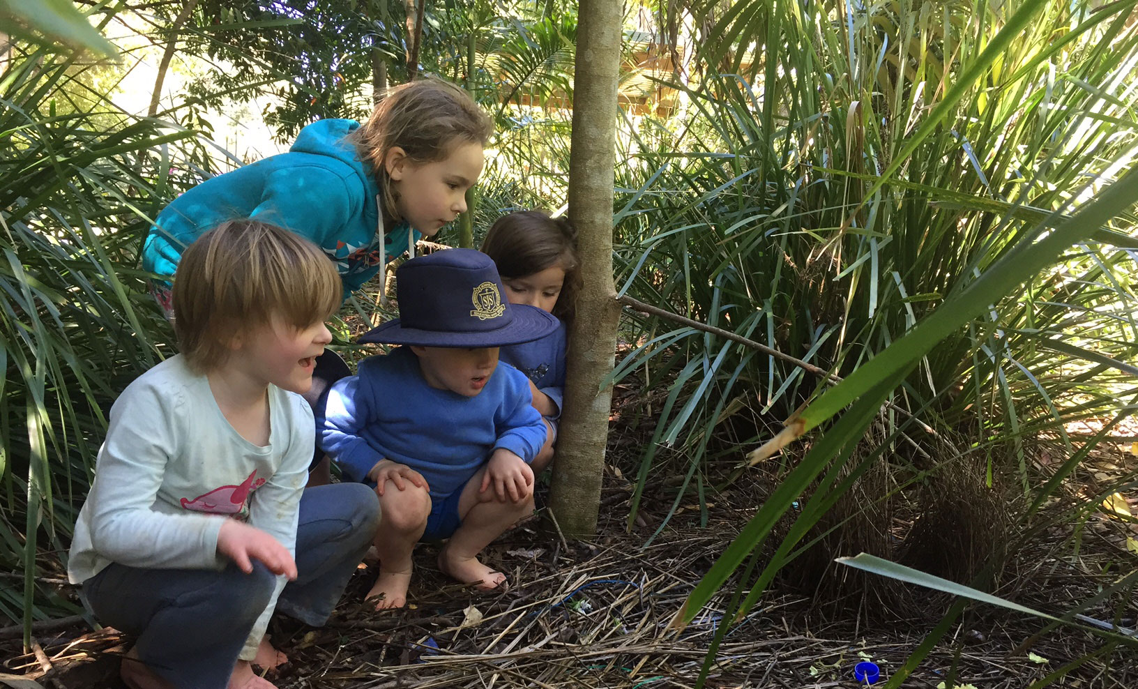 Mapleton State School students inspect a Satin Bowerbird bower during a working bee. 