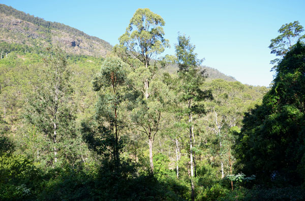 Nature Reserve Lamington Scenic Rim