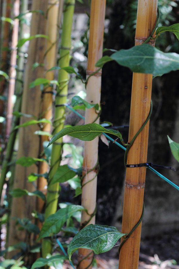 Healthy Richmond Birdwing Vines climbing up a trellis. 