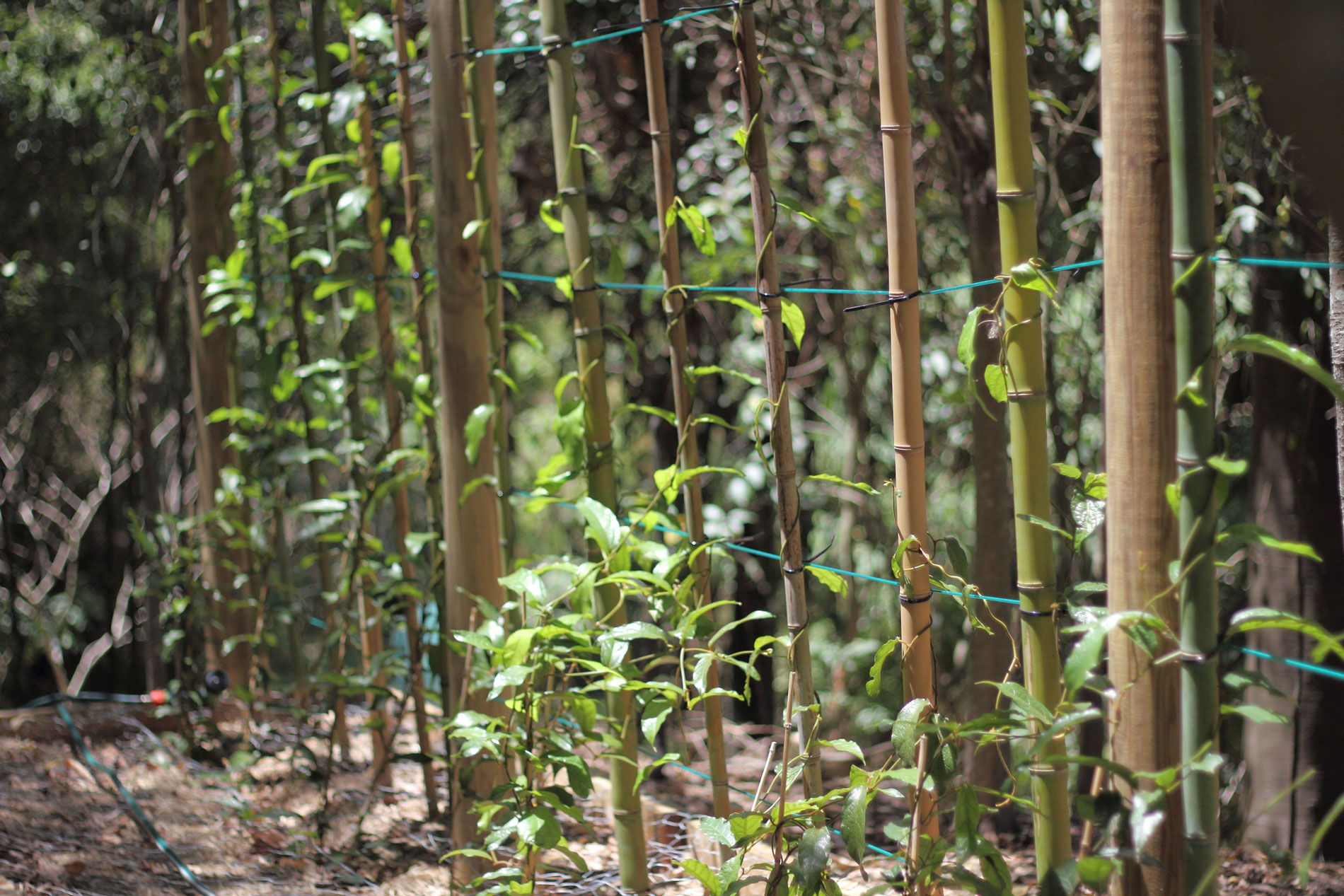 trellises of Richmond Birdwing Vines in Foam Bark Gully