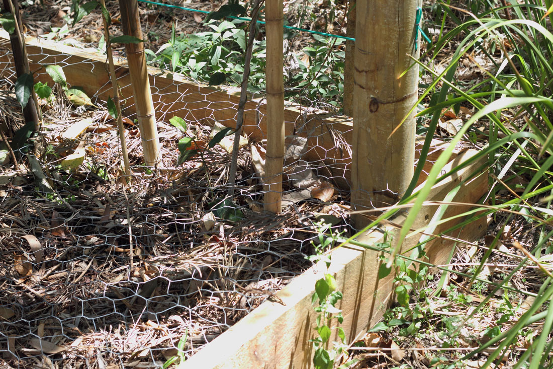 Constructed wooden edging and are covered with chicken wire to retain moisture and prevent brush turkeys from scratching up the vines.