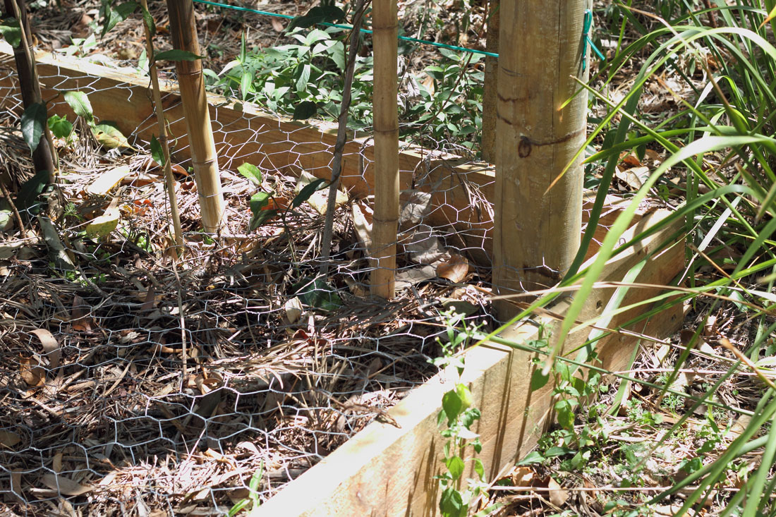 Constructed wooden edging and are covered with chicken wire to retain moisture and prevent brush turkeys from scratching up the vines.