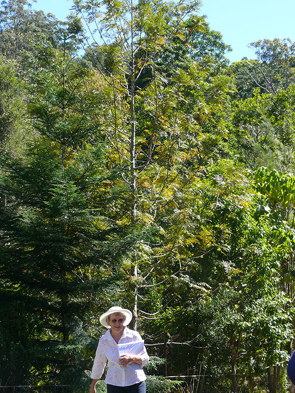 Coreen Schnitzerling aims to revegetate all the creeklines on her property. She is pictured here standing in front of 4 year old revegetation. This Open Property occurred on National Threatened Species Day and visitors were treated to seeing several threatened plant species.