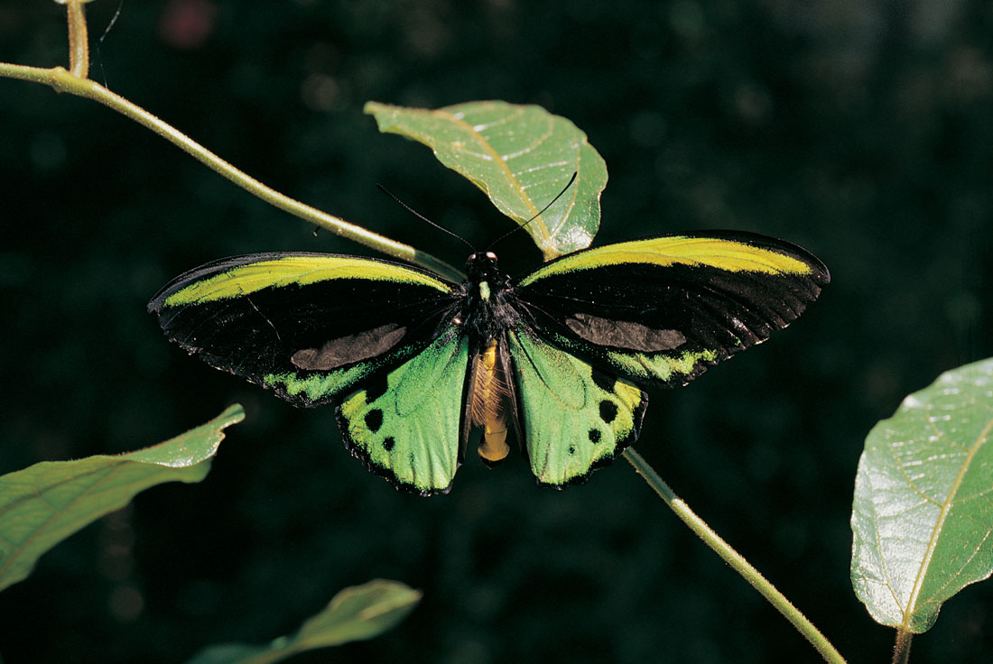 A stunning adult male Richmond Birdwing.