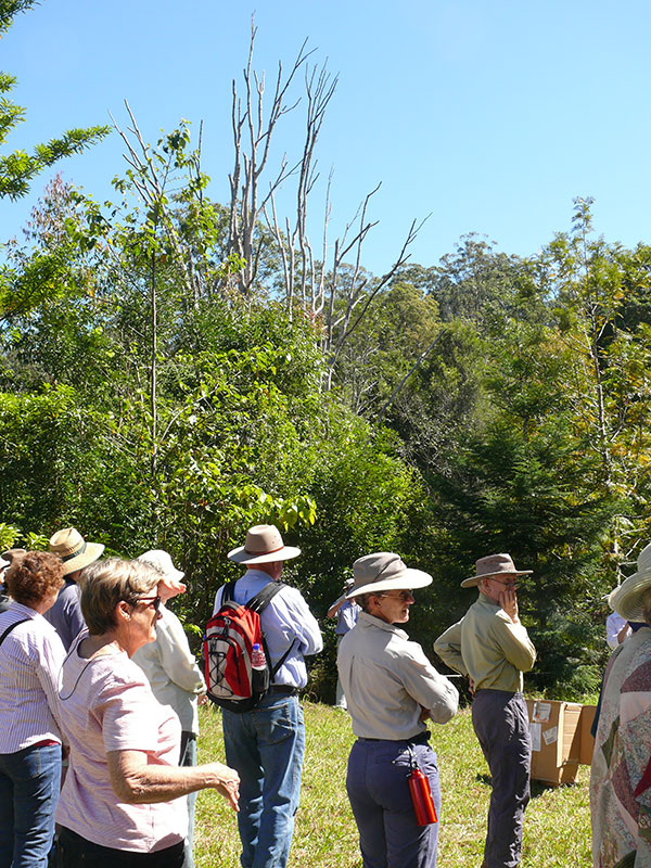 Numerous Camphor Laurels, like the one shown in the background, have been successfully killed using the frilling technique. Camphor, lantana and duranta used to choke the riparian areas on Coreen’s property. Dead weed trees are now left to provide wildlife habitat.