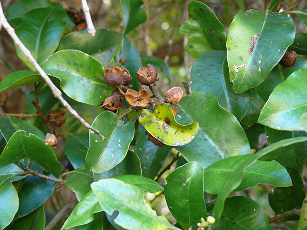 Seed capsules of the threatened tree, Southern Penda (Xanthostemon oppositifolius)