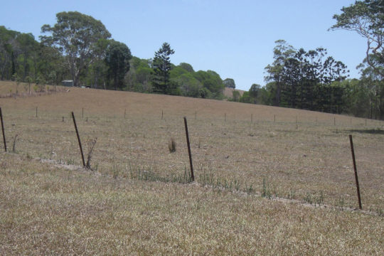 I would prefer a paddock full of weeds to a bare paddock by Phil Moran