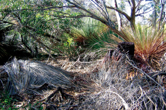 When Fungi Goes Feral: Protecting South East Queensland’s World Heritage areas from root rot