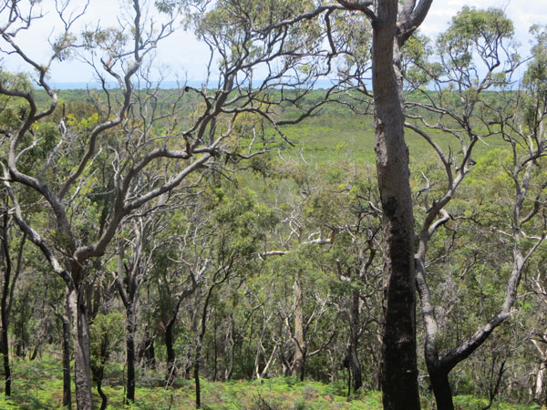 Looking out over Quandamooka country towards Flinders Beach. 