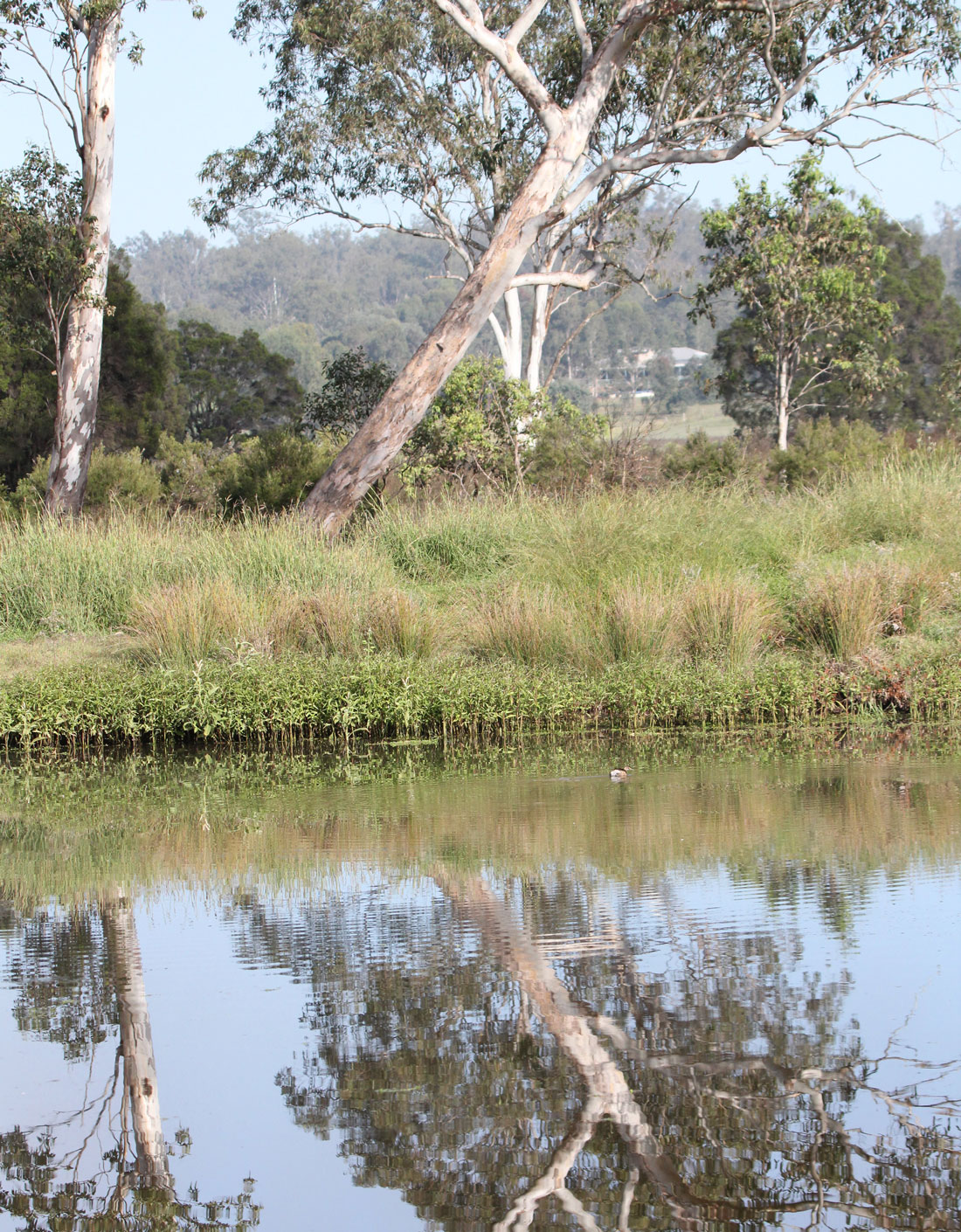Somerset Dam