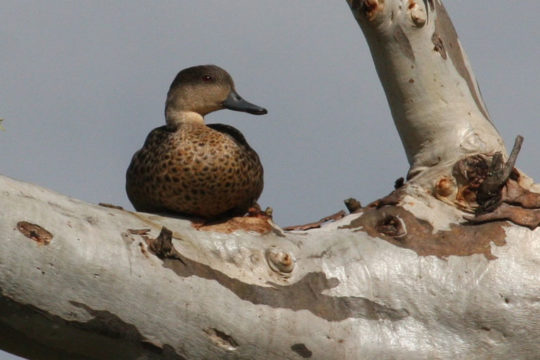 The value of one tree for wildlife, Tarampa