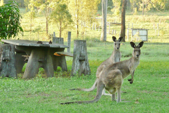 Property Profile: Our Little Patch of Farm Forestry