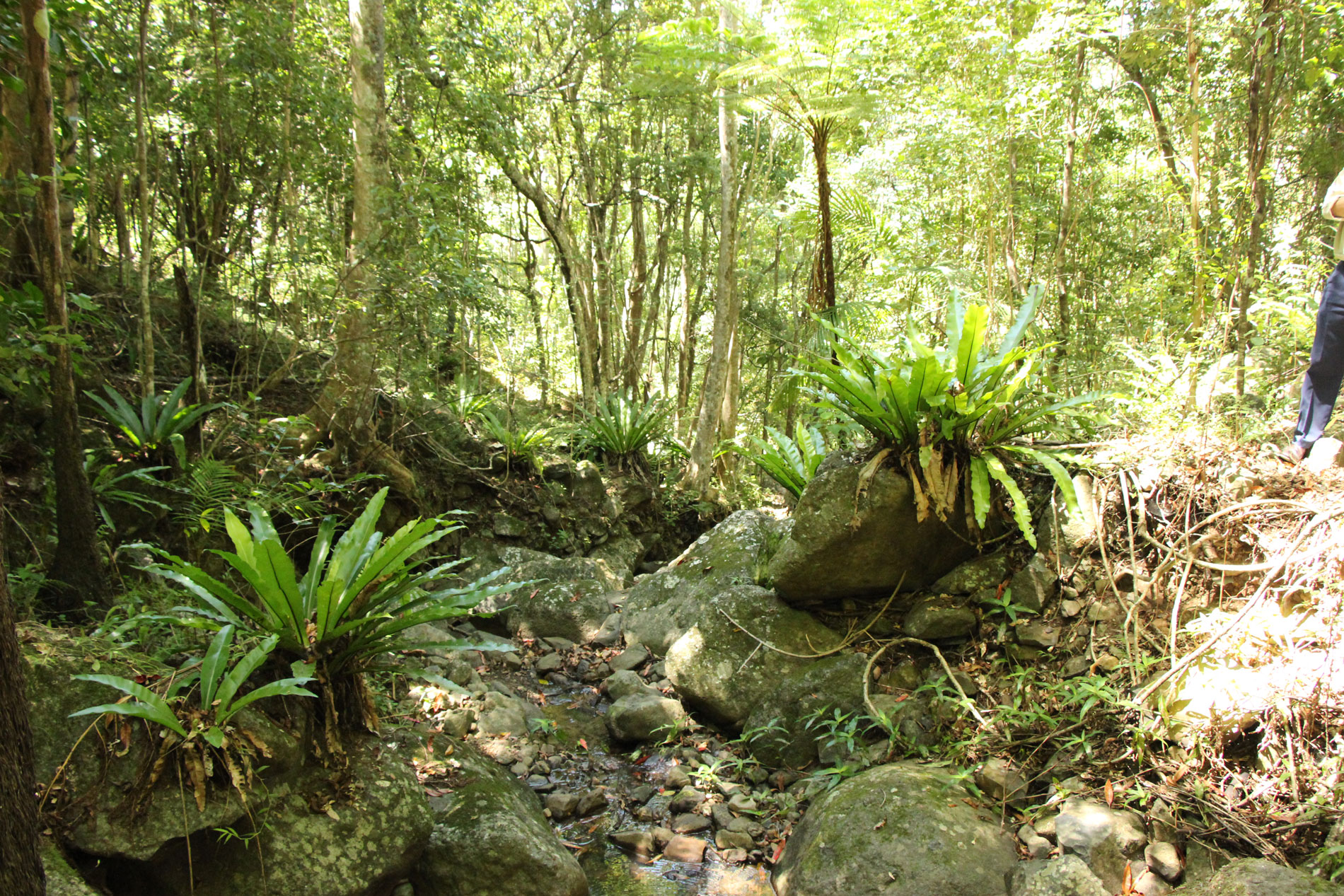 bev-laurie-and-their-rainforest