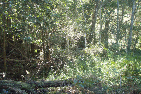 Mammals of Moggill Creek Catchment and Buff-footed Antechinus