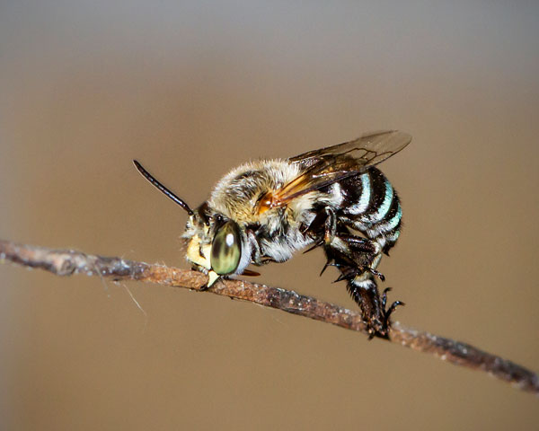A male blue-banded bee roosts at night suspended by his mandibles.