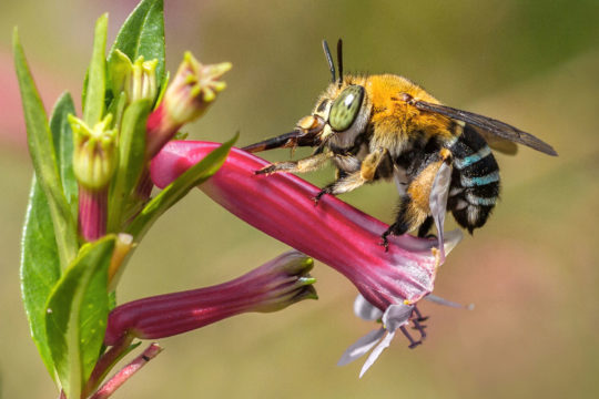Blue-banded Bees