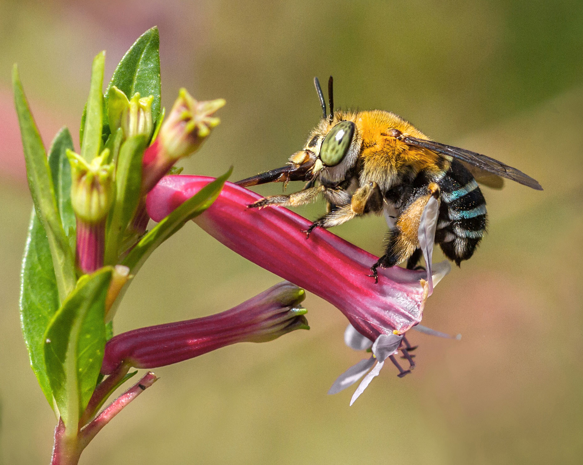 a female blue-banded bee robbing nectar by piercing the ower petals with her straw-like brown sheath that protects her tongue