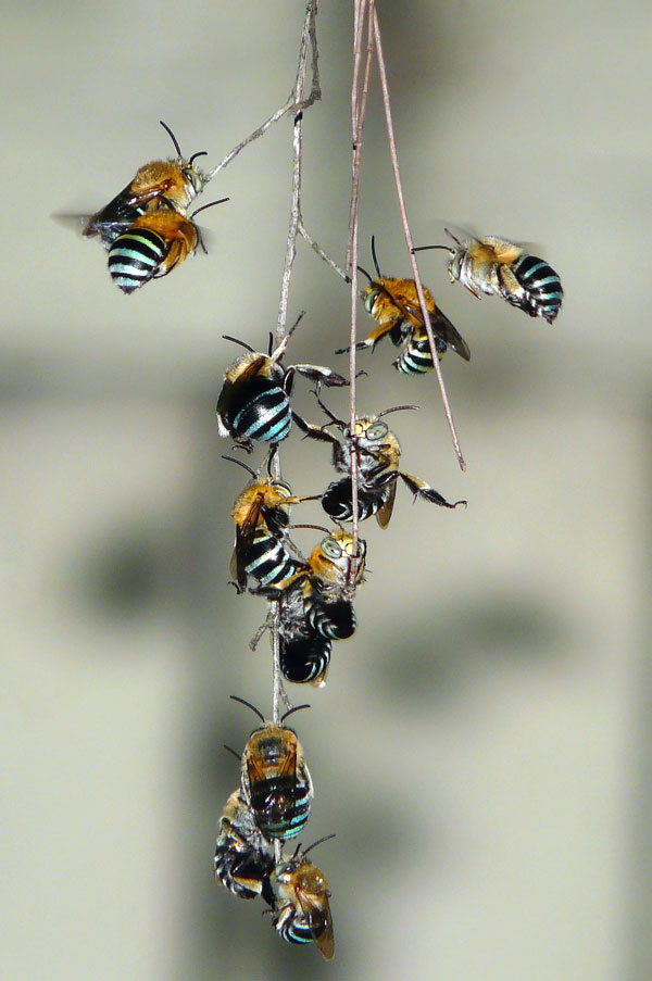A group of male blue-banded bees roost together.