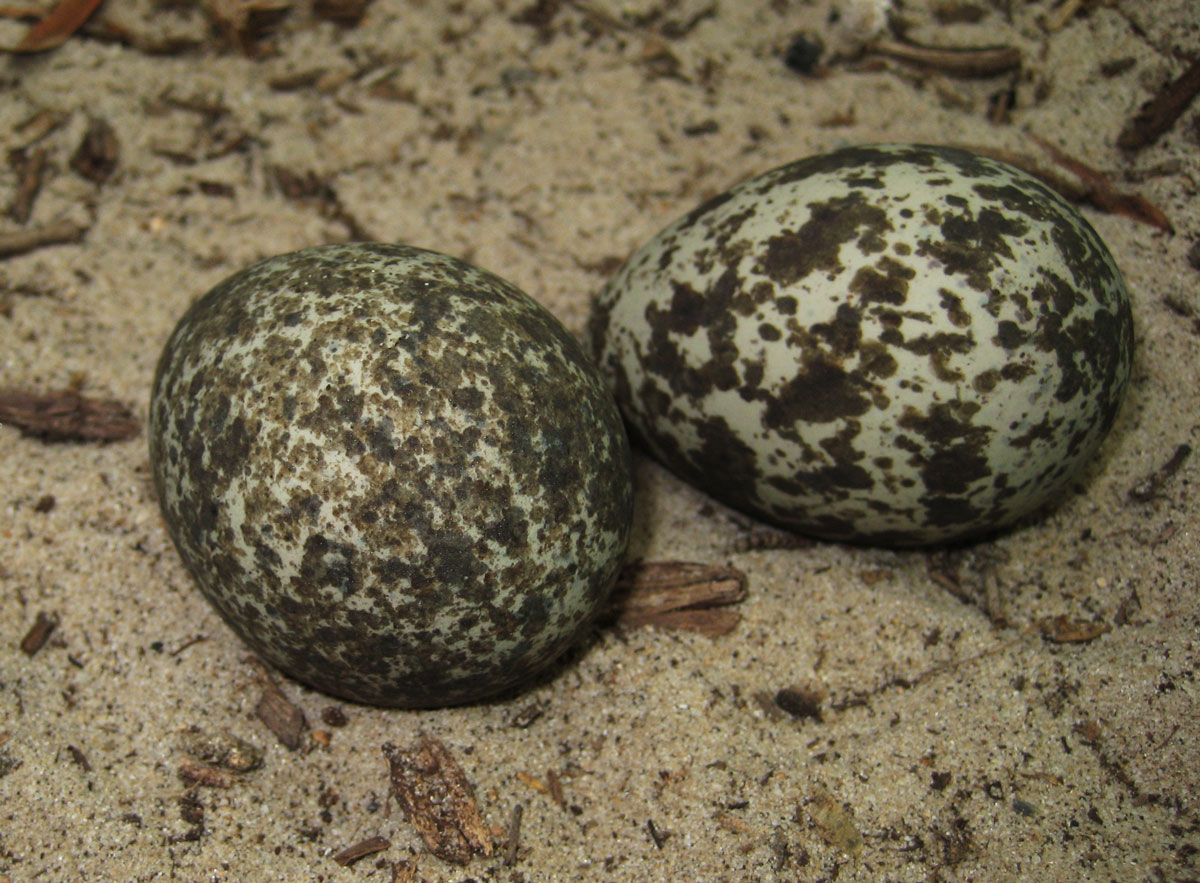 Curlew Eggs