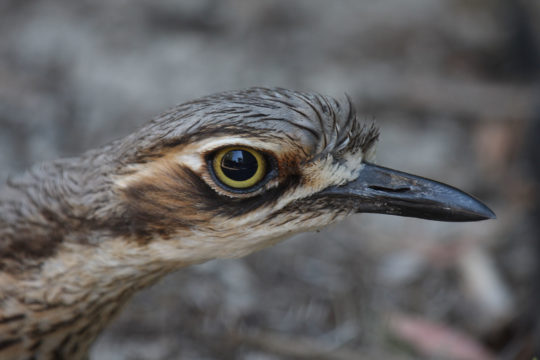 The Queensland Bush Stone-curlew