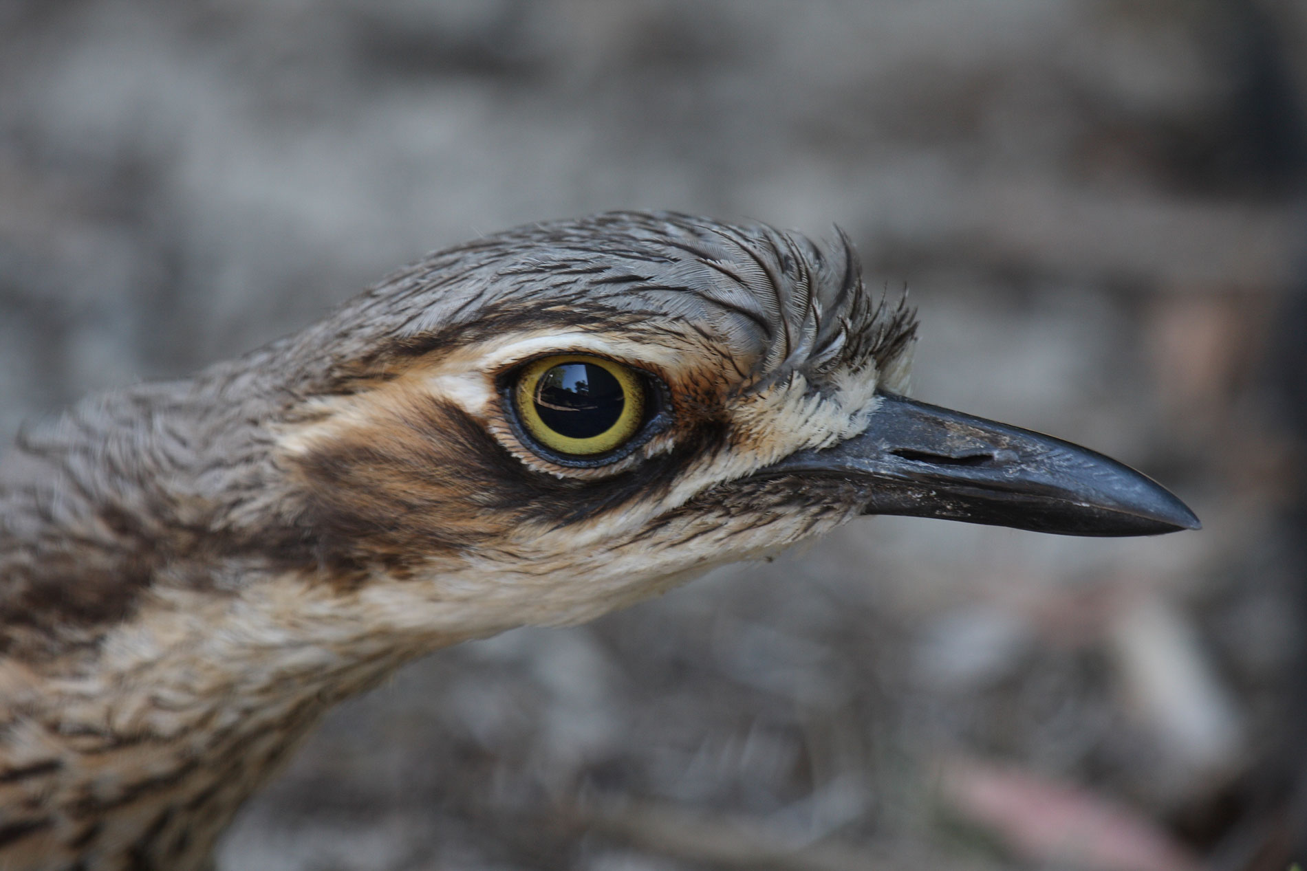 An Adult Curlew on a nest