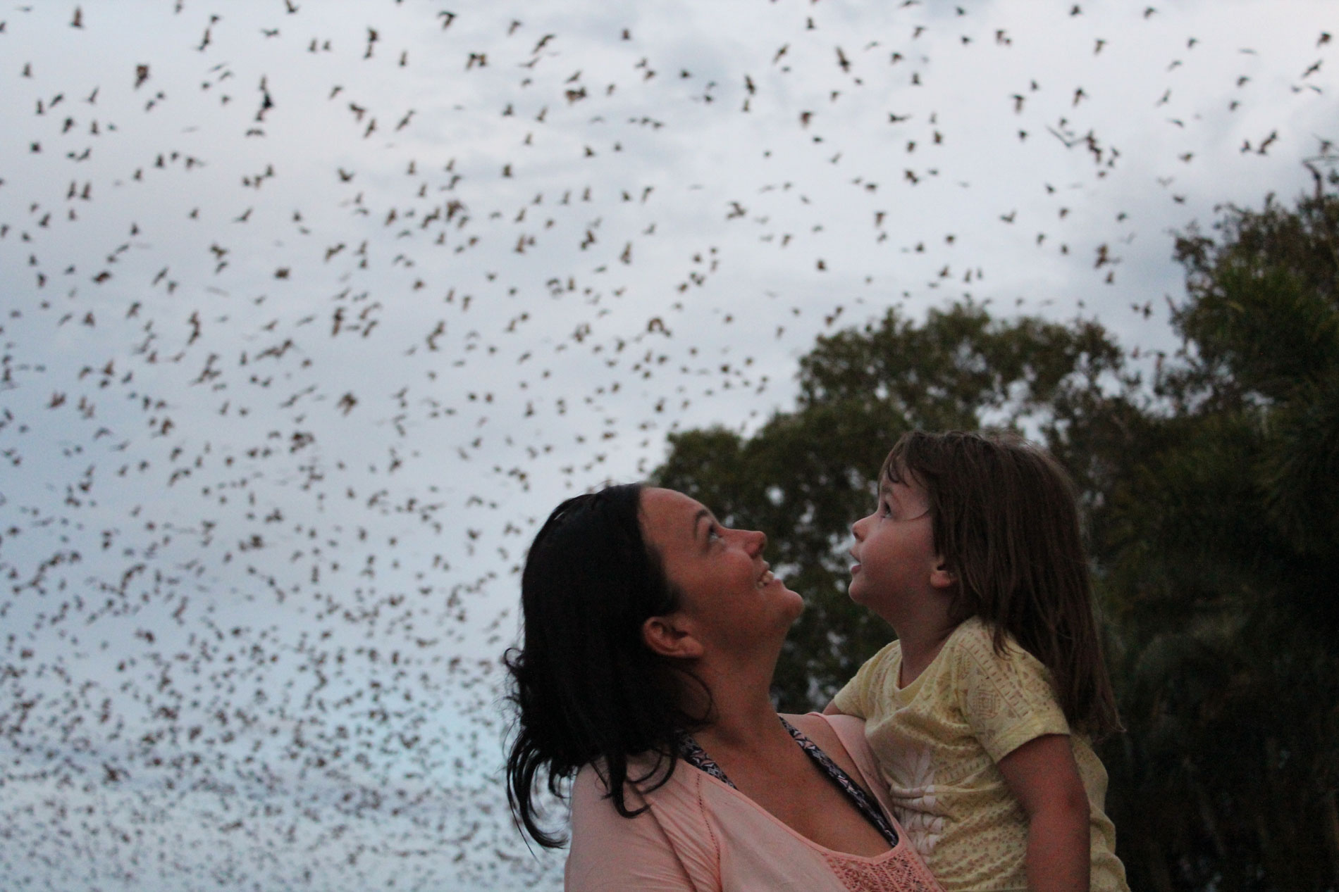 flying foxes at a dusk fly-out.